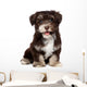 A beautiful smiling chocholate havanese puppy dog Wall Mural
