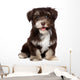 A beautiful smiling chocholate havanese puppy dog Wall Mural