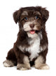 A beautiful smiling chocholate havanese puppy dog Wall Mural