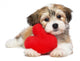 Lover Valentine Havanese puppy dog with a red heart Wall Decal