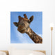 Giraffe Lookin Camera Wall Mural
