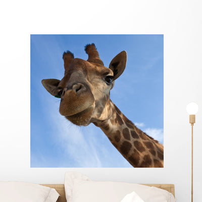 Giraffe Lookin Camera Wall Mural shown on a wall