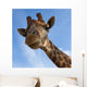 Giraffe Lookin Camera Wall Mural