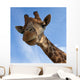Giraffe Lookin Camera Wall Mural