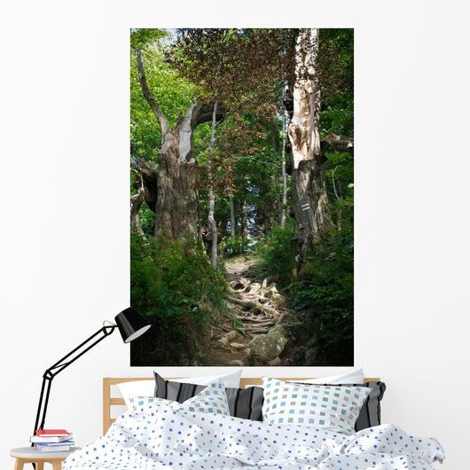 Path Forest