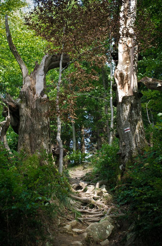 Path Forest
