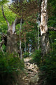 Path Forest