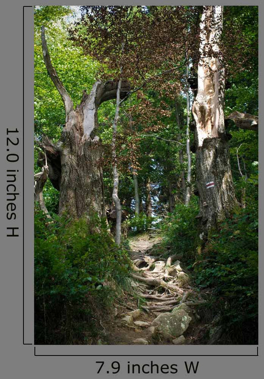 Path Forest