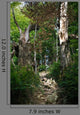 Path Forest