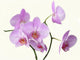 Pink Orchid Flowers Wall Decal