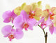 Bunches of Multicolour Orchids Wall Decal