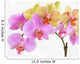 Bunches of Multicolour Orchids Wall Decal