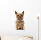 Yorkshire Terrier, 9 years old, sitting and looking at camera Wall Decal