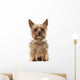 Yorkshire Terrier, 9 years old, sitting and looking at camera Wall Decal
