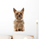 Yorkshire Terrier, 9 years old, sitting and looking at camera Wall Decal