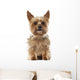 Yorkshire Terrier, 9 years old, sitting and looking at camera Wall Decal