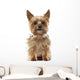 Yorkshire Terrier, 9 years old, sitting and looking at camera Wall Decal