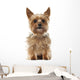 Yorkshire Terrier, 9 years old, sitting and looking at camera Wall Decal