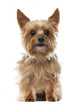 Yorkshire Terrier, 9 years old, sitting and looking at camera Wall Decal