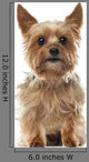 Yorkshire Terrier, 9 years old, sitting and looking at camera Wall Decal