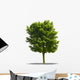 Arbre Sur Fond Blanc Wall Decal