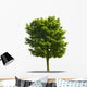 Arbre Sur Fond Blanc Wall Decal