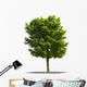 Arbre Sur Fond Blanc Wall Decal