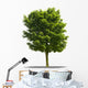 Arbre Sur Fond Blanc Wall Decal