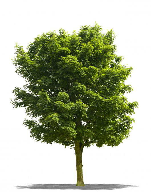 Arbre Sur Fond Blanc Wall Decal