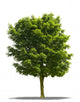 Arbre Sur Fond Blanc Wall Decal