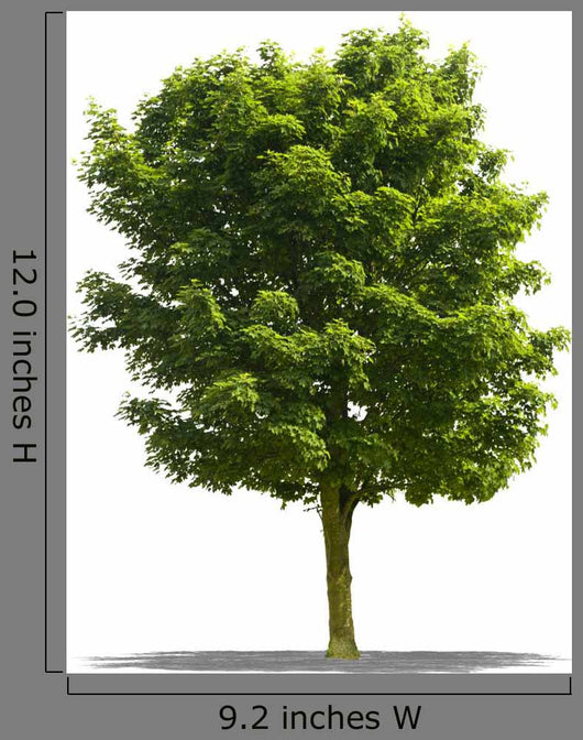 Arbre Sur Fond Blanc Wall Decal