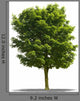 Arbre Sur Fond Blanc Wall Decal