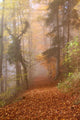 Autumn Alsace Wall Mural