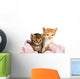 Two Kittens Wrapped Pink Wall Decal