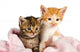 Two Kittens Wrapped Pink Wall Decal