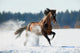 Brown Horse Runs Winter