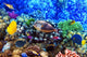 Coral and fish in the Red Sea. Egypt Wall Mural
