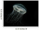 Ribbed Medusa Jelly Fish Wall Decal