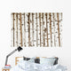 Birch Wood Texture