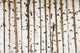Birch Wood Texture