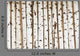 Birch Wood Texture