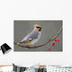 Bohemian Waxwing Perched Twig