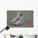 Bohemian Waxwing Perched Twig