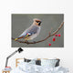 Bohemian Waxwing Perched Twig