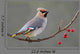 Bohemian Waxwing Perched Twig