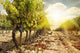 Vineyards at Sunset in Autumn Harvest Wall Mural