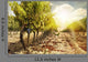 Vineyards at Sunset in Autumn Harvest Wall Mural