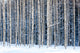 Snowy birches Wall Mural