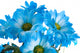 Blue Flowers Wall Mural