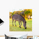 Plains Zebra Equus Quagga Wall Mural